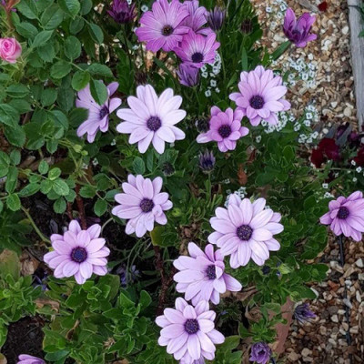 CYBEXIS African Daisy Mix (Osteospermum Ecklonis Daisy Mae) Seed(50 per packet)