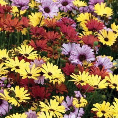 VibeX Osteospermum Ecklonis South African Marigold Mixed Flower Seed(50 per packet)