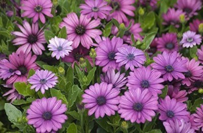 VibeX ™ NBRI-791-Osteospermum Ecklonis Seeds South African Marigold Flower Half Hardy Perennial Seed(5 per packet)