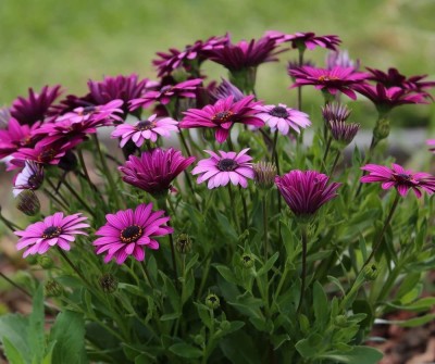 CYBEXIS Daisy Seeds - Osteospermum ecklonis Seed(50 per packet)