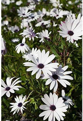 VibeX ® ICAR-712-African Daisy Seeds Osteospermum ecklonis Seed(10 per packet)