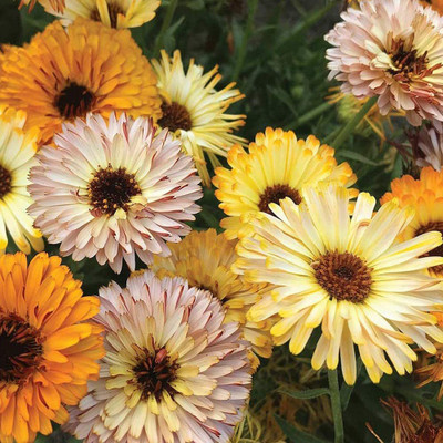 VibeX Calendula Seed(15 per packet)