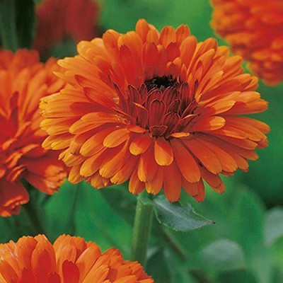 VibeX Calendula Seed(100 per packet)