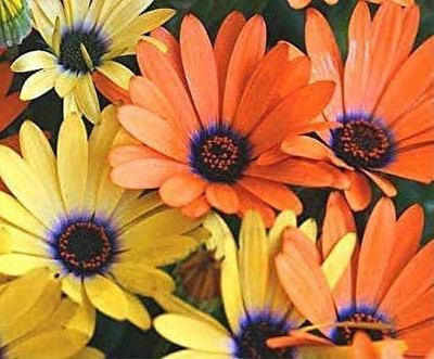 VibeX African Daisy Mix Seed(20 per packet)