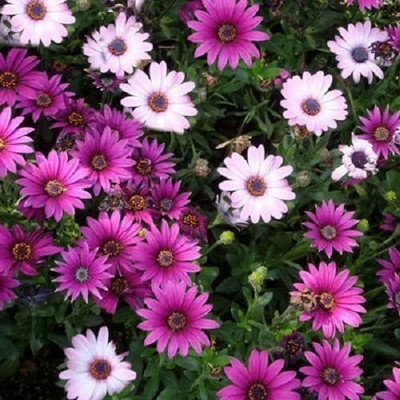 VibeX African Daisy Seeds Osteospermum Ecklonis (Perennial Seeds) Seed(20 per packet)
