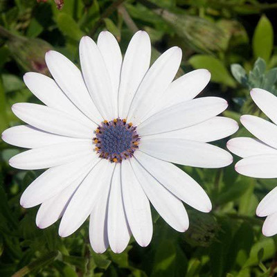 VibeX Osteospermum Seed(10 per packet)