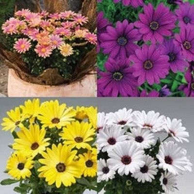 VibeX Osteospermum Seed(25 per packet)