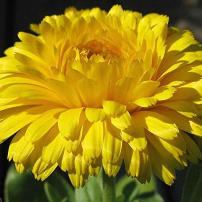 CYBEXIS CALENDULA -FIESTA GITANA-MIXED-FC754 Flower Seeds Seed(50 per packet)