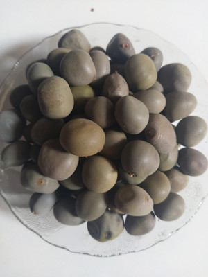 AmbeStore Karanjawa Seeds Seed(50 per packet)