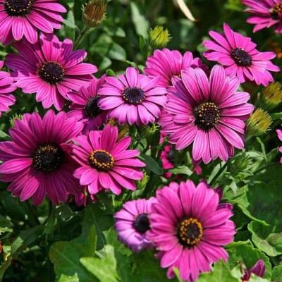 CYBEXIS African Blue Eyed Daisy Seeds Osteospermum Seeds Seed(50 per packet)