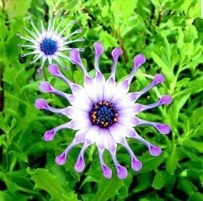 VibeX Blue Daisy Osteospermum Whirligig Fresh Viable Seeds Seed(20 per packet)