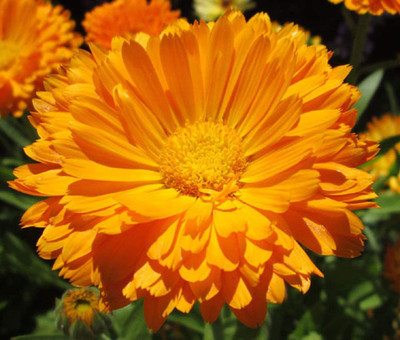 CYBEXIS Calendula Orange King Seeds - Orange King Pot Marigold Seed(50 per packet)