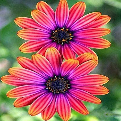 VibeX Osteospermum Seed(5 per packet)