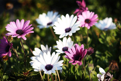 VibeX Osteospermum Ecklonis Mix Flower Seeds Seed(20 per packet)