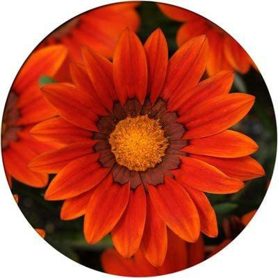 CYBEXIS Gradient Bronze Medal Chrysanthemum Seeds Seed(50 per packet)