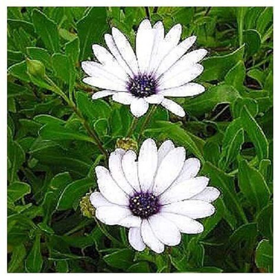 VibeX Imported Osteospermum ecklonis/Cape Daisy/Seeds Seed(20 per packet)