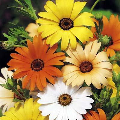 VibeX Osteospermum Dimorphotheca Mixed - Seeds Seed(20 per packet)