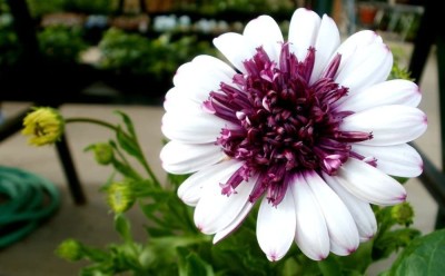 VibeX Daisy Sky and Ice Osteospermum Ecklonis White Purple Eye Heirloom Seeds Seed(20 per packet)