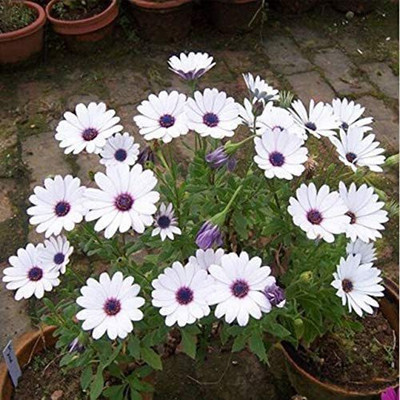 CYBEXIS Osteospermum Ecklonis Seeds Seed(50 per packet)