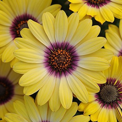 VibeX Osteospermum Flower Seeds - Yellow Seed(15 per packet)