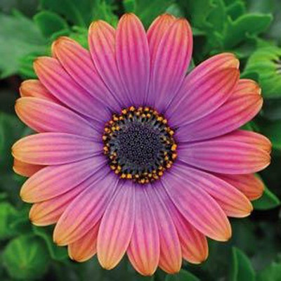 CYBEXIS Hybrid Osteospermum Flower Seeds - Orange and Blue Seed(50 per packet)