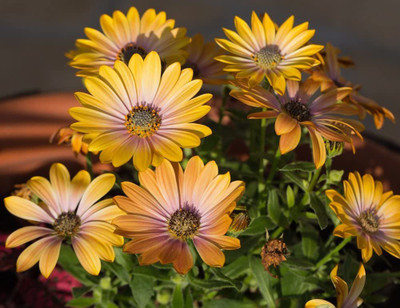 VibeX Seeds - Osteospermum ecklonis Seed(15 per packet)