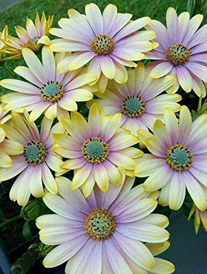 VibeX Imported Osteospermum Flower Seeds - Mix White Seed(10 per packet)