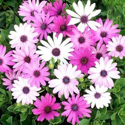 CYBEXIS Osteospermum Ecklonis Mix Flower Seeds Seed(1 g)