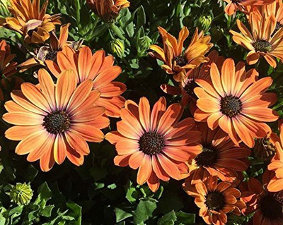CYBEXIS Imported Osteospermum Flower Seeds - Orange Seed(50 per packet)