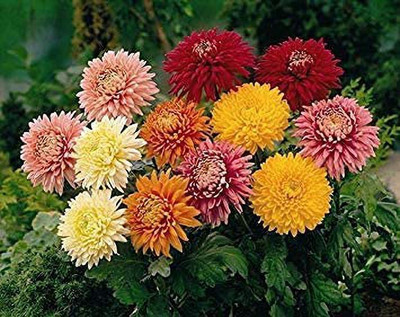 VibeX Chrysanthemum Seed(50 per packet)