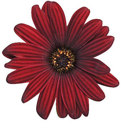 CYBEXIS OSTEOSPERMUM SEEDS Seed(50 per packet)