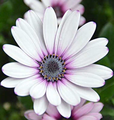 CYBEXIS Hybrid Osteospermum Flower Seeds - White and Purple Seed(50 per packet)
