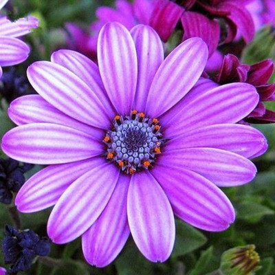 CYBEXIS Osteospermum Seeds Mix Color Flower Seed(1 g)
