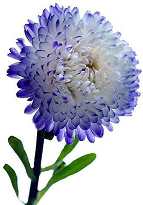 CYBEXIS Miracle Daisy Seeds -White and Blue Seed(50 per packet)
