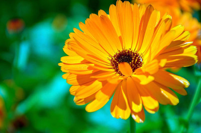 VibeX Calendula Seed(20 per packet)