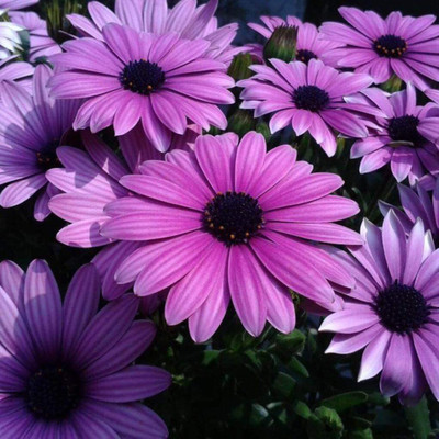 VibeX Seeds Osteospermum Seeds Mix Color Flower Seed(75 per packet)