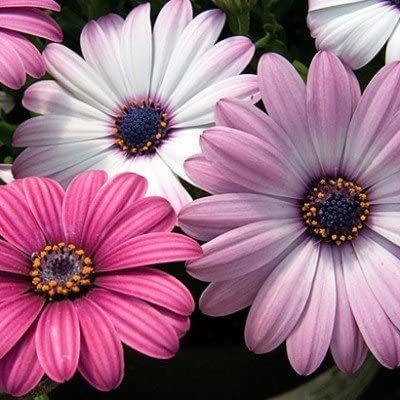 VibeX Heirloom Seeds Osteospermum Ecklonis South African Marigold Mixed Flower Seed(30 per packet)