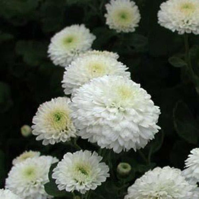 VibeX Chrysanthemum Seed(15 per packet)