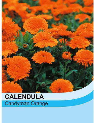 VibeX Calendula Seed(20 per packet)