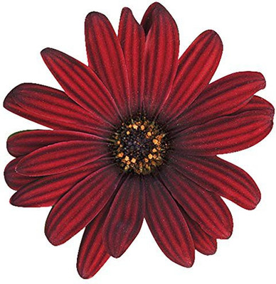 CYBEXIS Osteospermum Flower Seeds - Maroon Seed(1 g)