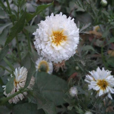 CYBEXIS Chrysanthemum Double White Color Flower Seeds Seed(25 per packet)