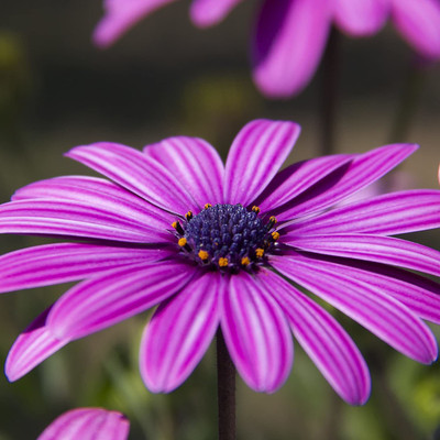 CYBEXIS Osteospermum ecklonis Seed(1 g)