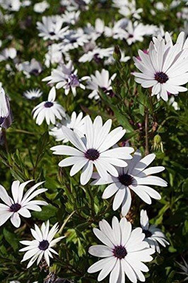 VibeX White Cape Daisy - Osteospermum ecklonis Seed(15 per packet)