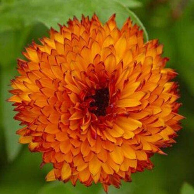 VibeX Calendula Seed(15 per packet)
