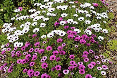 CYBEXIS African Daisy Seeds - Osteospermum ecklonis Seed(1 g)