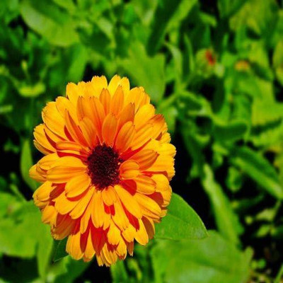 VibeX Calendula Officinalis Fiesta Gitana Superior Mix Seeds Seed(10 per packet)