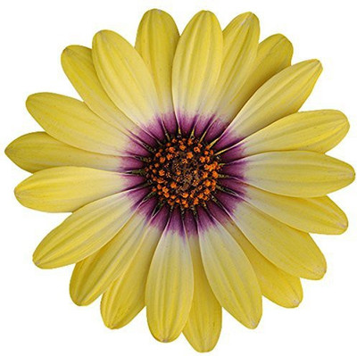 CYBEXIS Hybrid Osteospermum Flower Seeds - Yellow Seed(50 per packet)