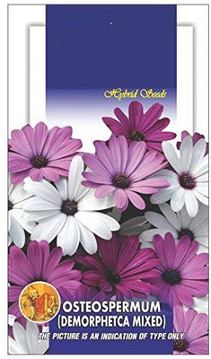 CYBEXIS Osteospermum Demorphoteca Mixed Flower Seeds Seed(1 g)
