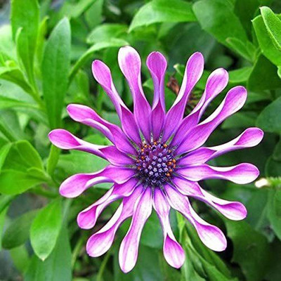 VibeX Garden Osteospermum Whirligig Seeds Seed(10 per packet)