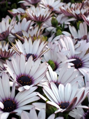CYBEXIS Osteospermum African Daisy Sky and Ice O Ecklonis Seed(50 per packet)